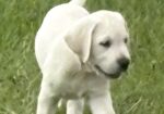 English Lab Puppies – Grand Champion and Champion Blood Line – AKC Registered