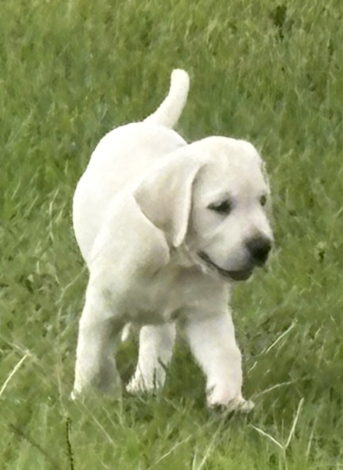 English Labrador Retriever Puppies – Grand Champion and Champion Blood Line – AKC Registered