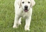 English Labrador Retriever Puppies – Grand Champion and Champion Blood Line – AKC Registered