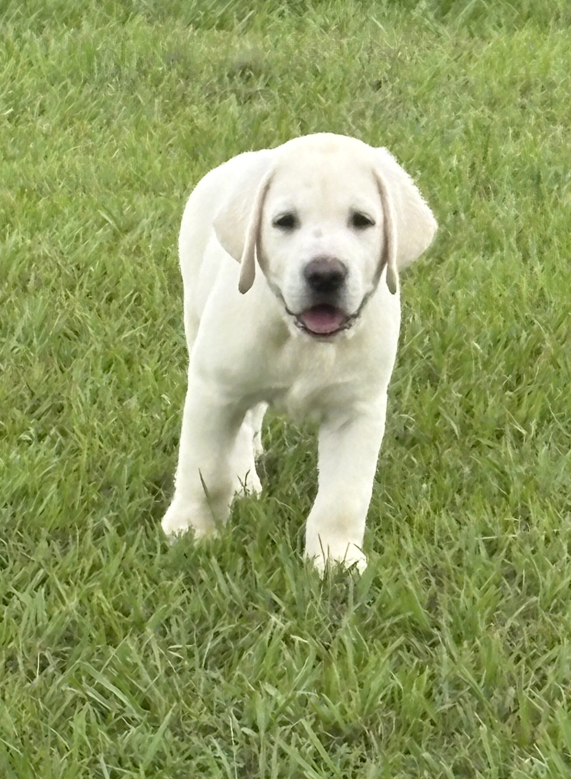 English Labrador Retriever Puppies – Grand Champion and Champion Blood Line – AKC Registered