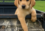 AKC Lab Puppies