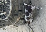 German Shorthaired Pointer Puppies