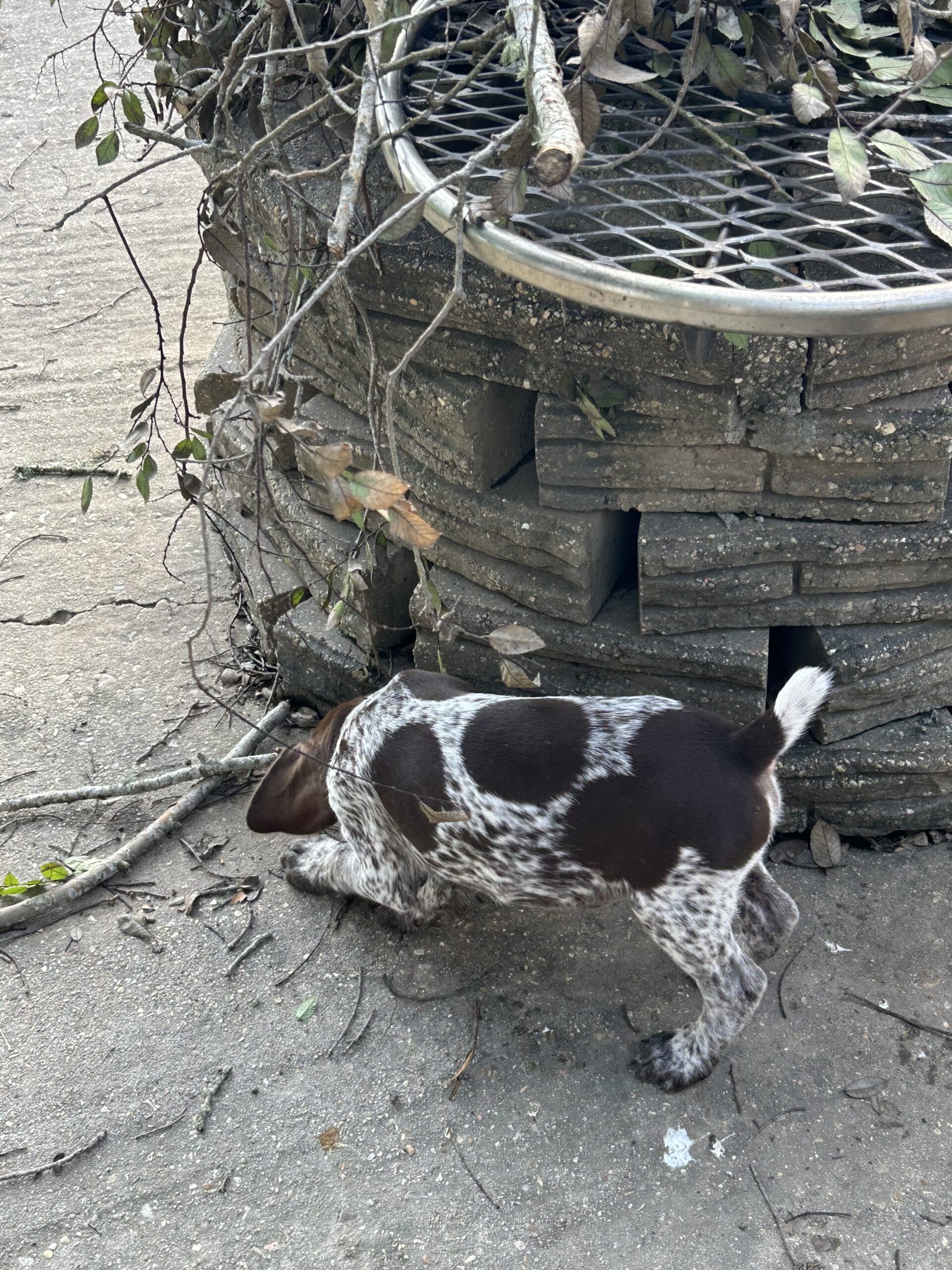 German Shorthaired Pointer Puppies