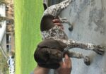 German Shorthaired Pointer Puppies