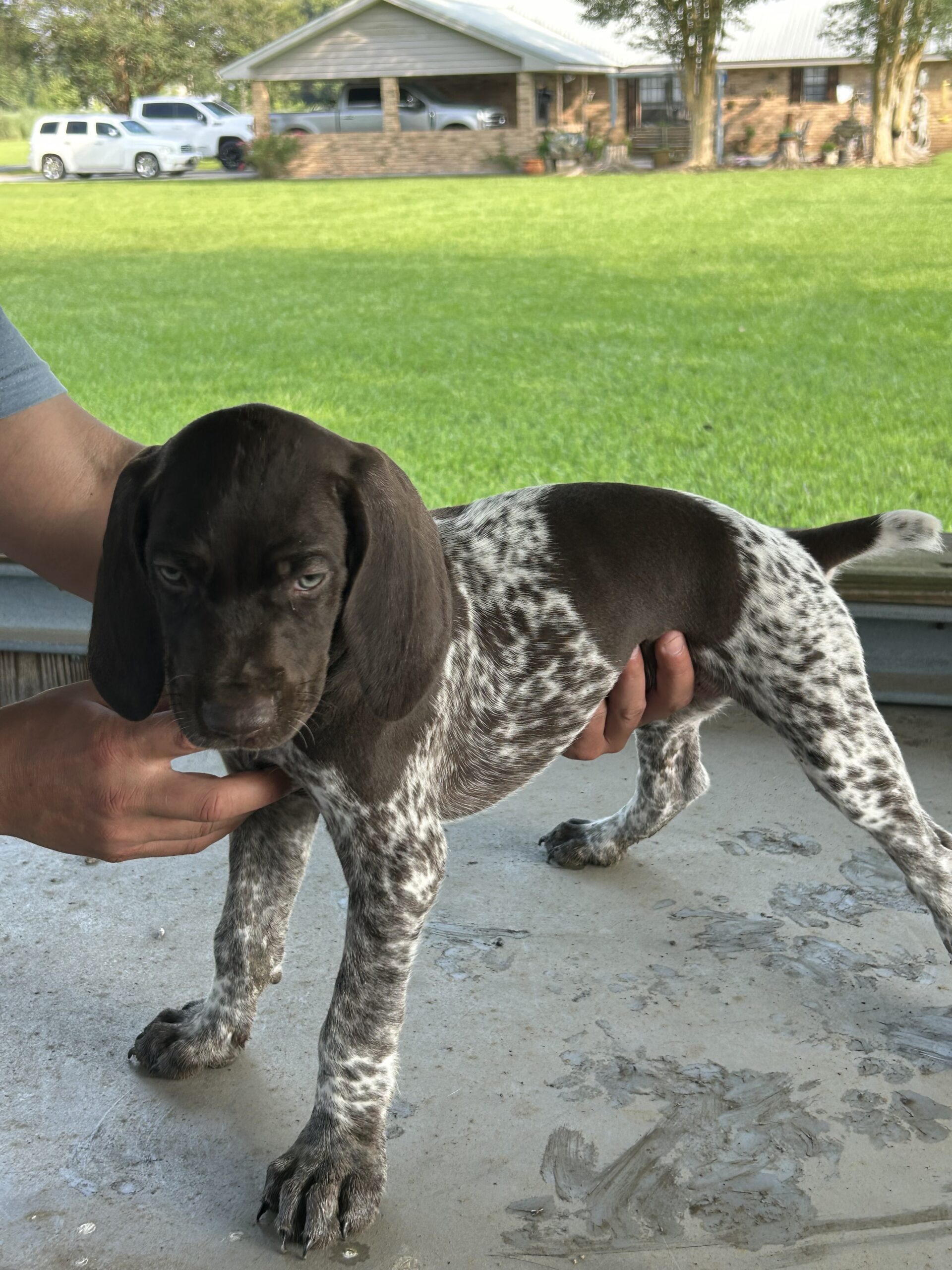 German Shorthaired Pointer Puppies