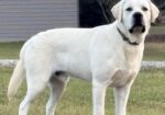 White English Lab Puppies – AKC Registered