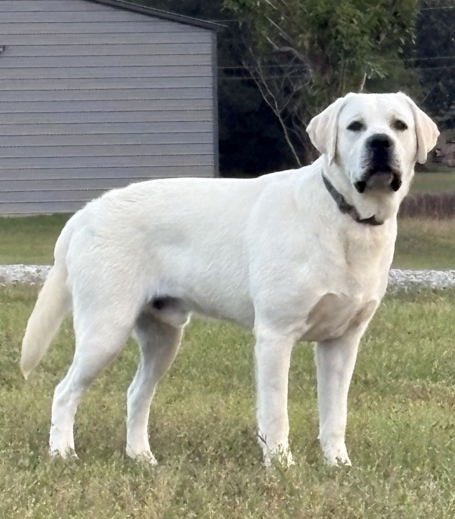 White English Lab Puppies – AKC Registered