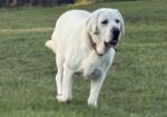 White English Lab Puppies – AKC Registered