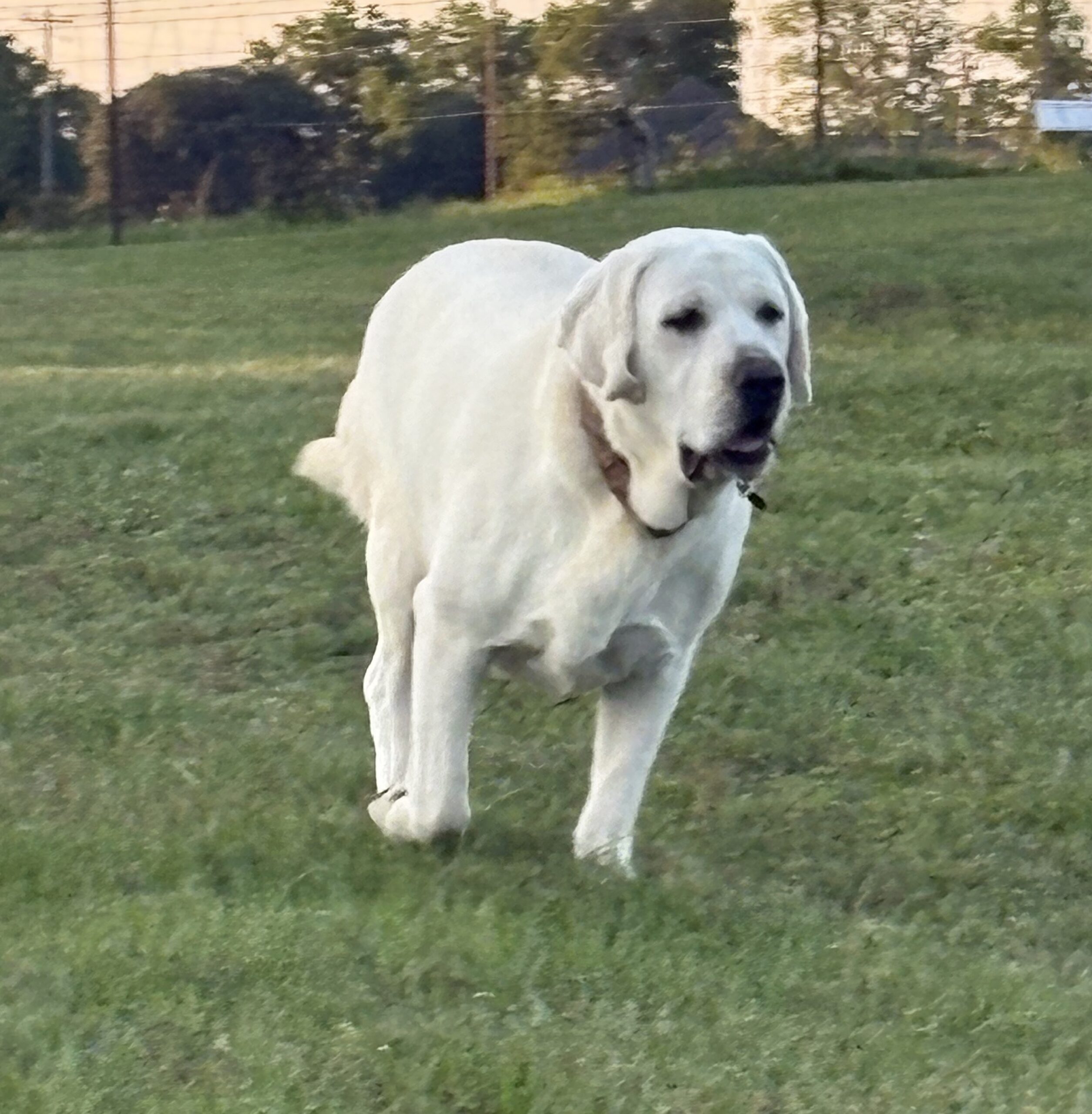 White English Lab Puppies – AKC Registered