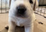 White English Lab Puppies – AKC Registered