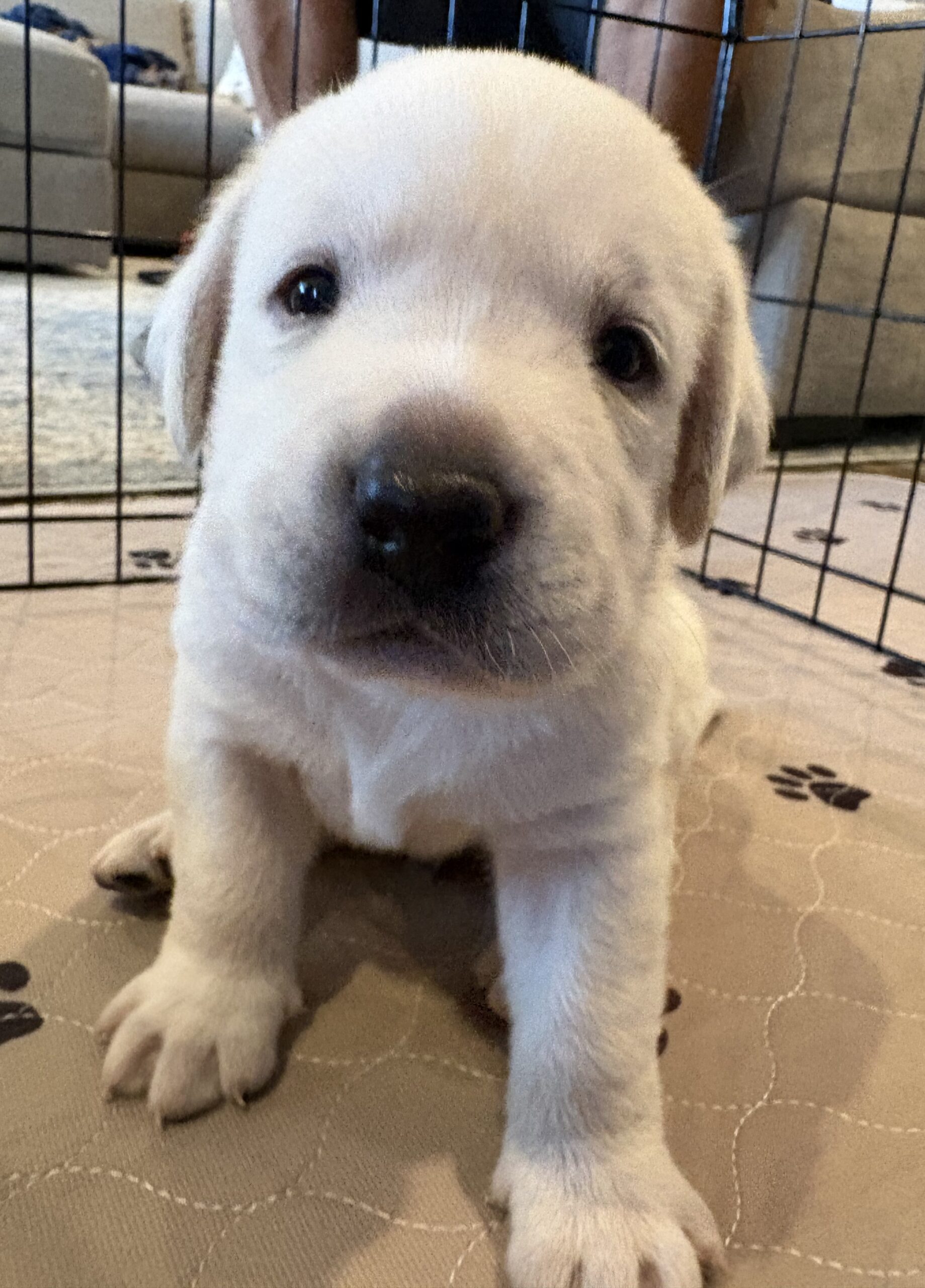 White English Lab Puppies – AKC Registered