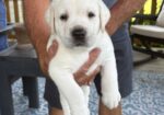 English Lab Puppies – Grand Champion and Champion Blood Line – AKC Registered