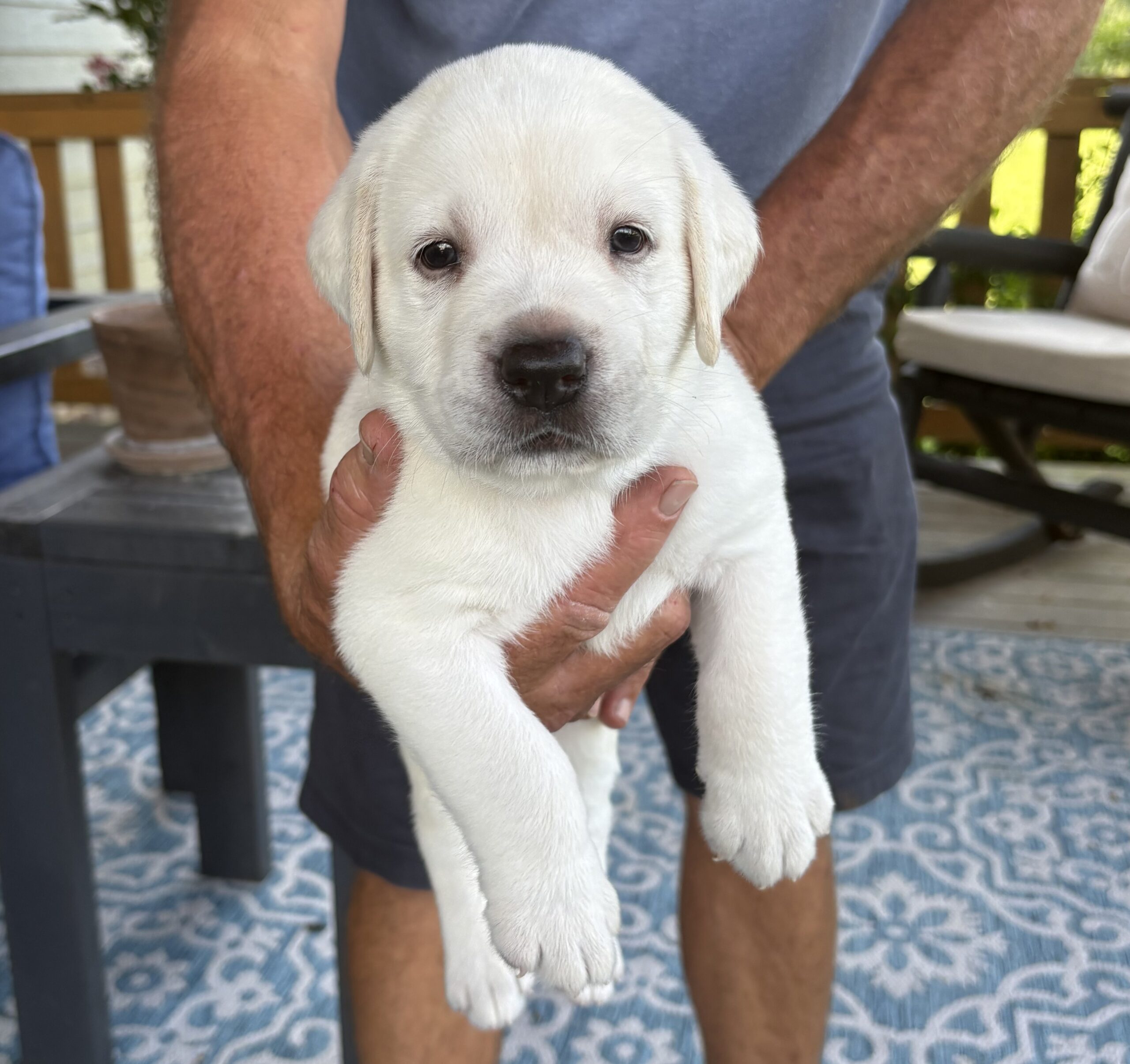 English Lab Puppies – Grand Champion and Champion Blood Line – AKC Registered