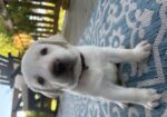 White English Lab Puppies – AKC Registered