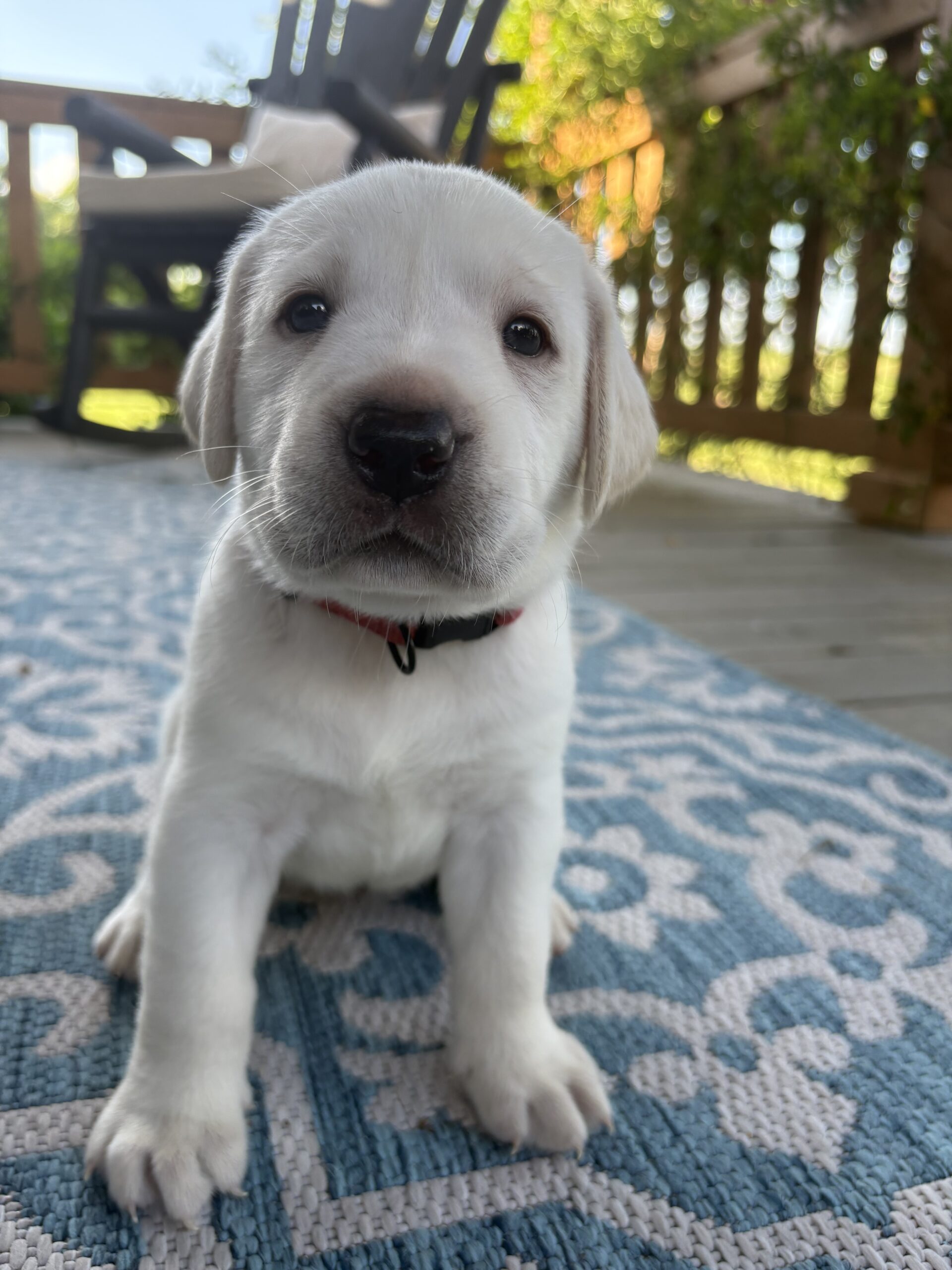 White English Lab Puppies – AKC Registered