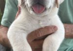 English Lab Puppies – Grand Champion and Champion Blood Line – AKC Registered