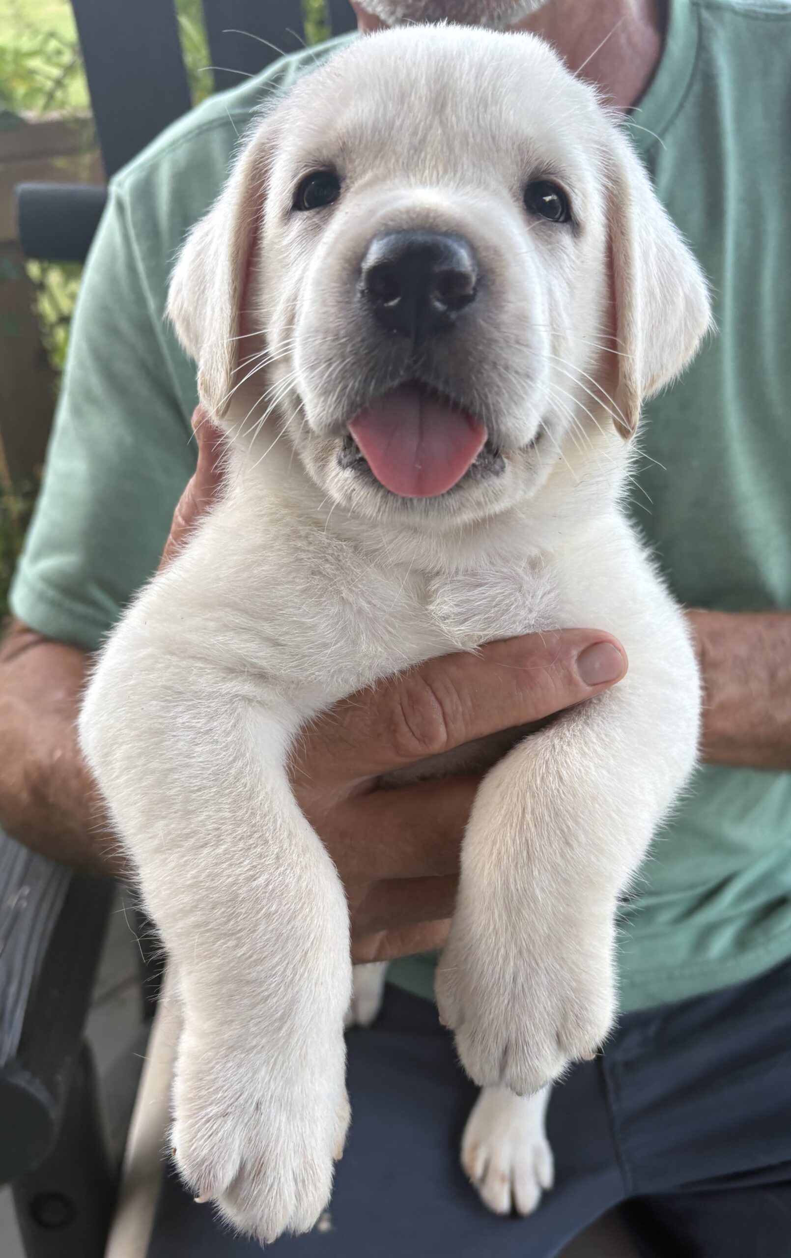 English Lab Puppies – Grand Champion and Champion Blood Line – AKC Registered