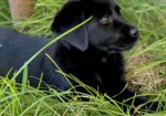 Registered black Labrador