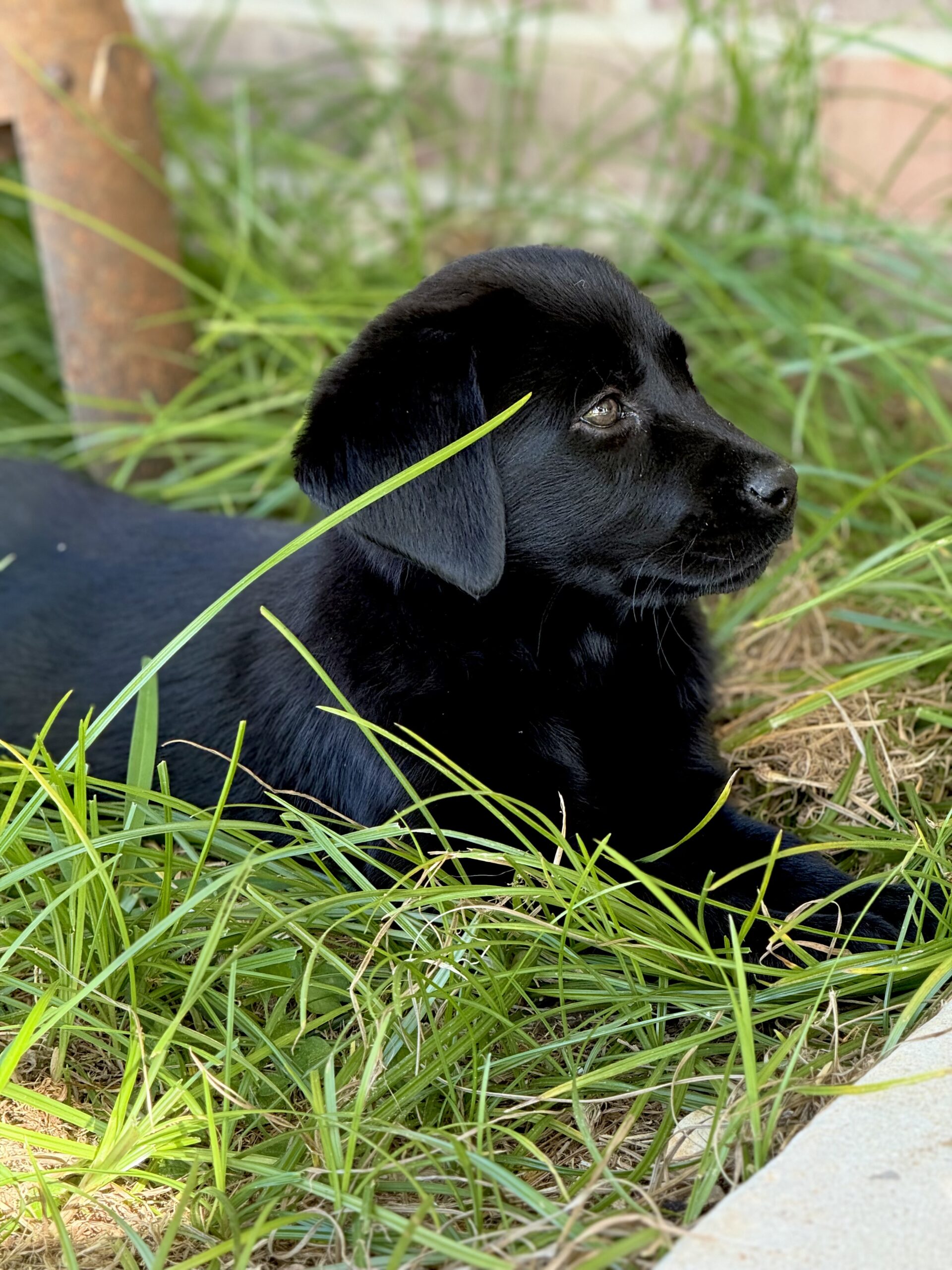Registered black Labrador
