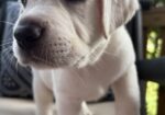 White English Lab Puppies – Grand Champion and Champion Blood Line – AKC Registered