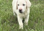 English Lab Puppies – Grand Champion and Champion Blood Line – AKC Registered