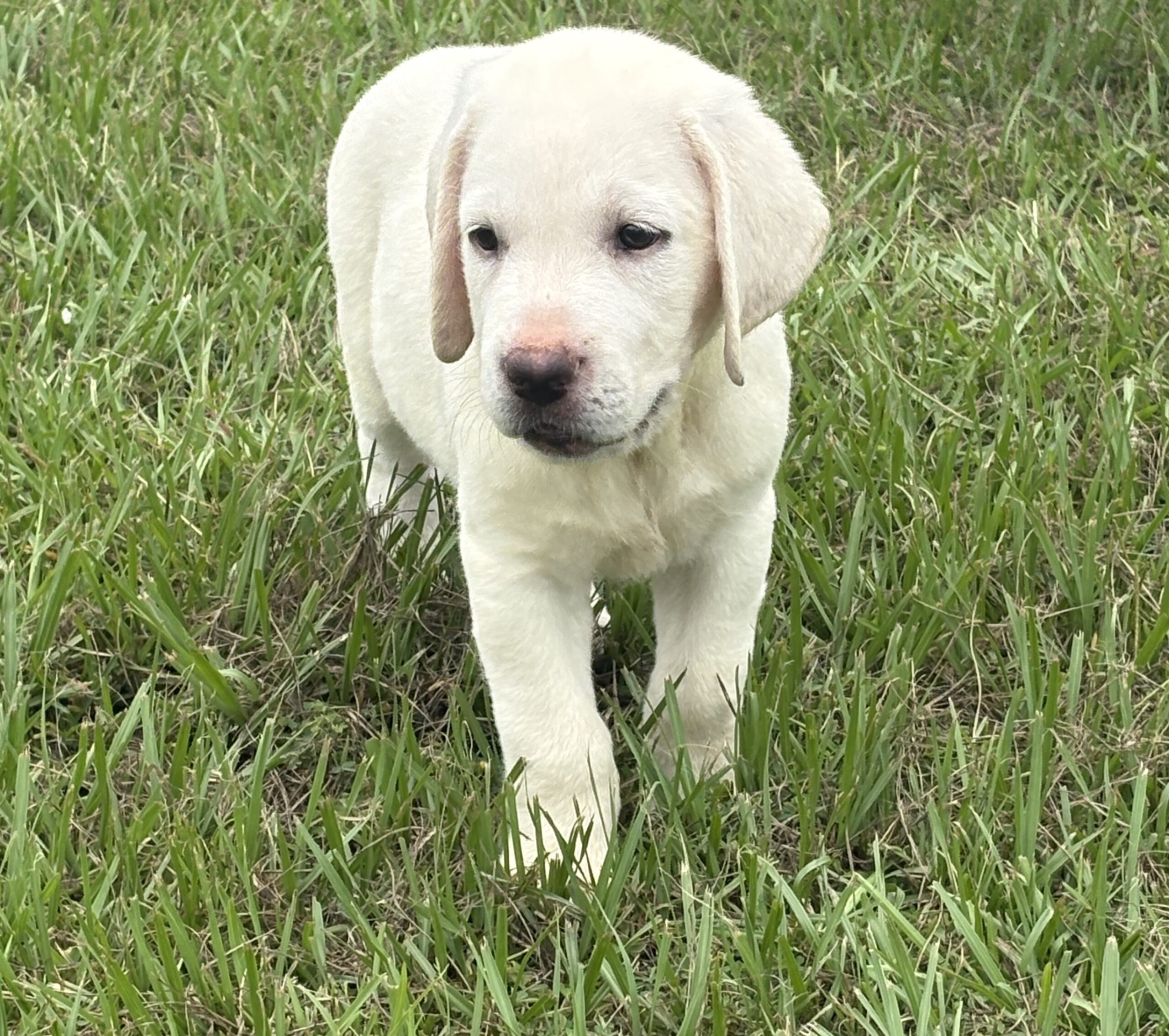 English Labrador Retriever Puppies – Grand Champion and Champion Blood Line – AKC Registered