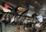Duck & Goose Hunting Memberships Available | Welsh • Thornwell • Pecan Island