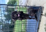 AKC registered Field Bred English Cocker Spaniels