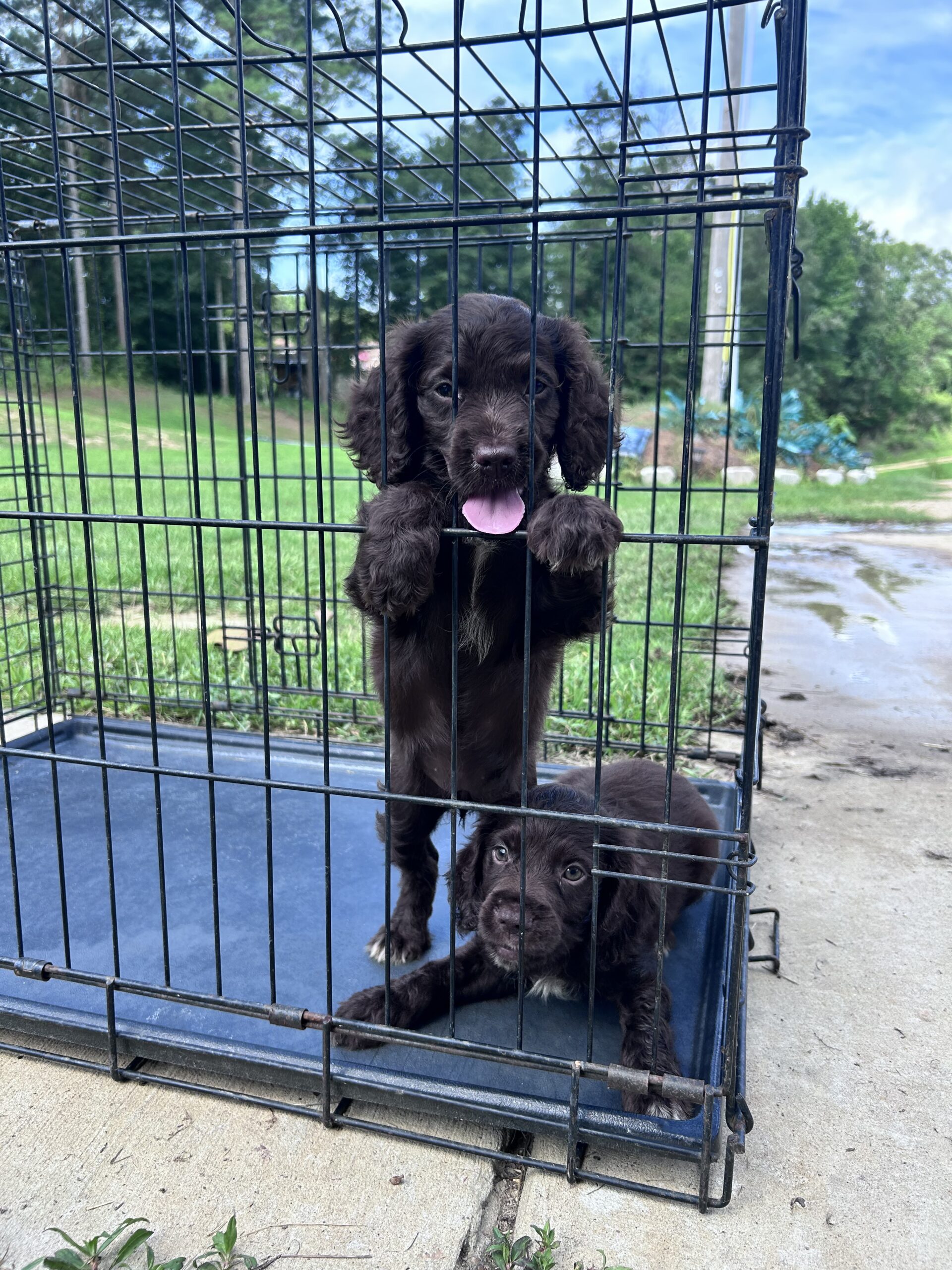 AKC registered Field Bred English Cocker Spaniels