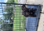 AKC registered Field Bred English Cocker Spaniels