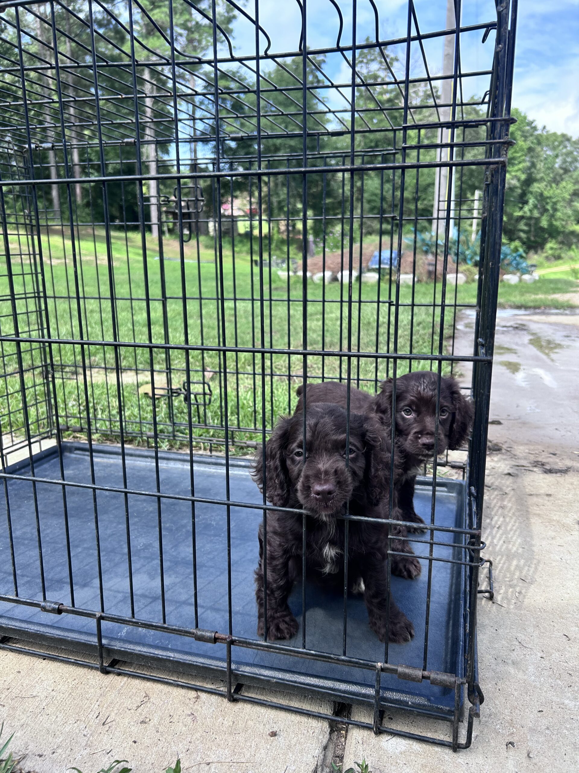 AKC registered Field Bred English Cocker Spaniels