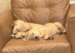 AKC Golden Retriever