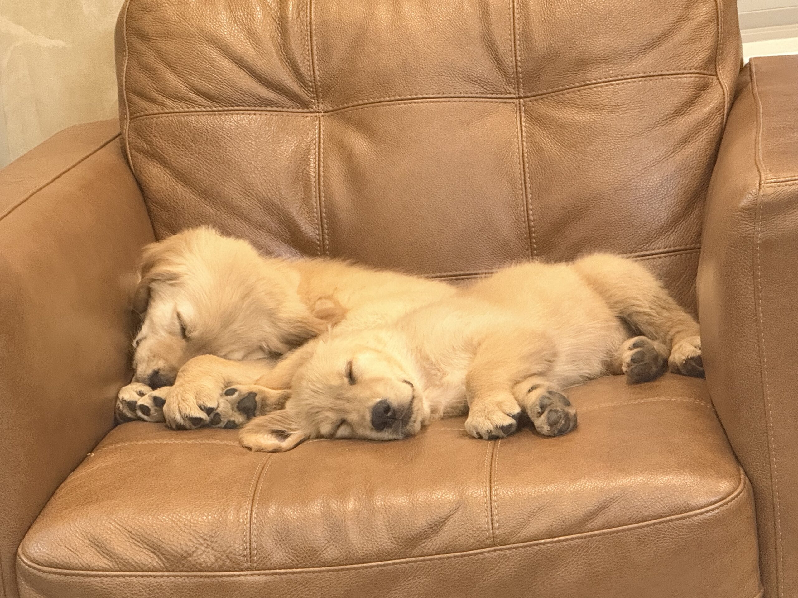 AKC Golden Retriever