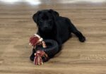 Registered black Labrador