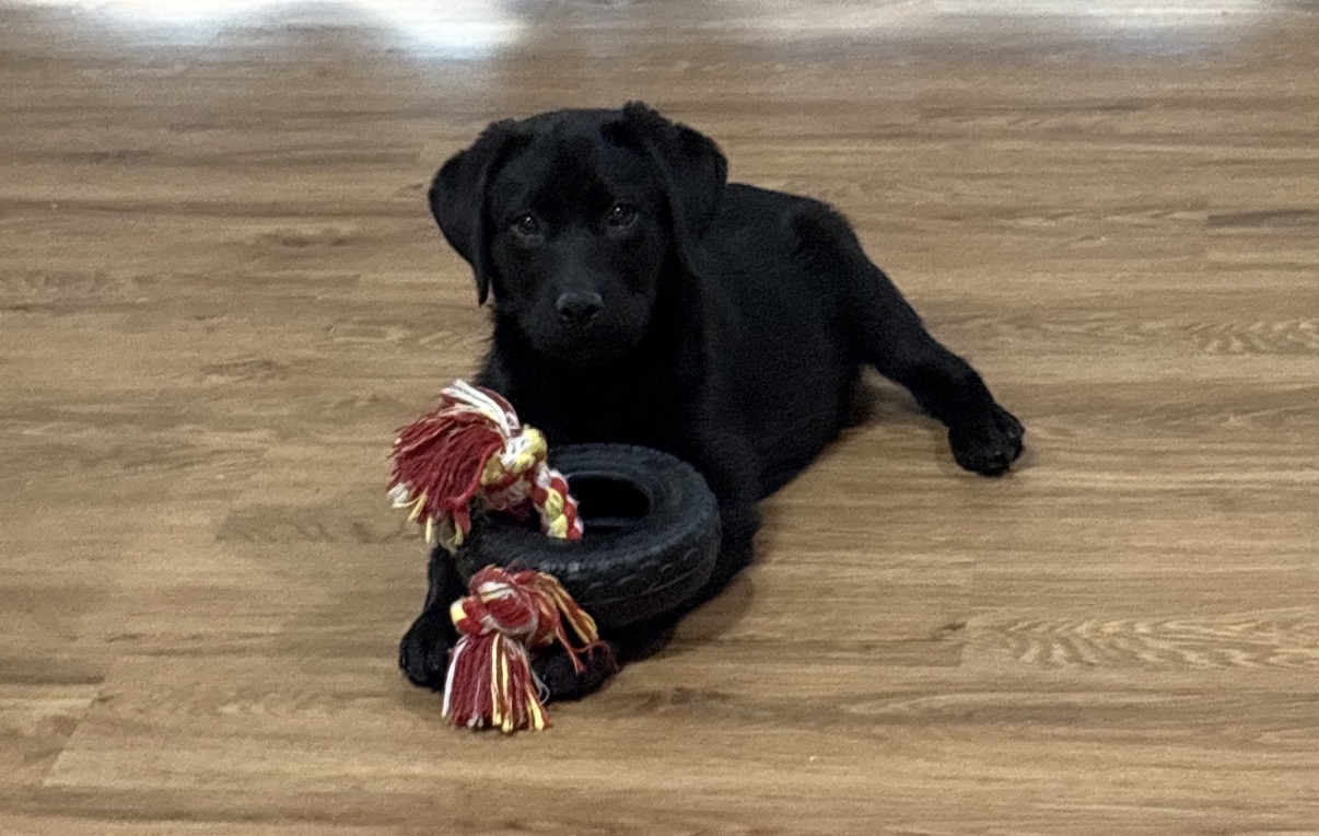 Registered black Labrador