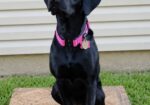 AKC Black Labrador Retriever