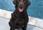 AKC Black Labrador Retriever