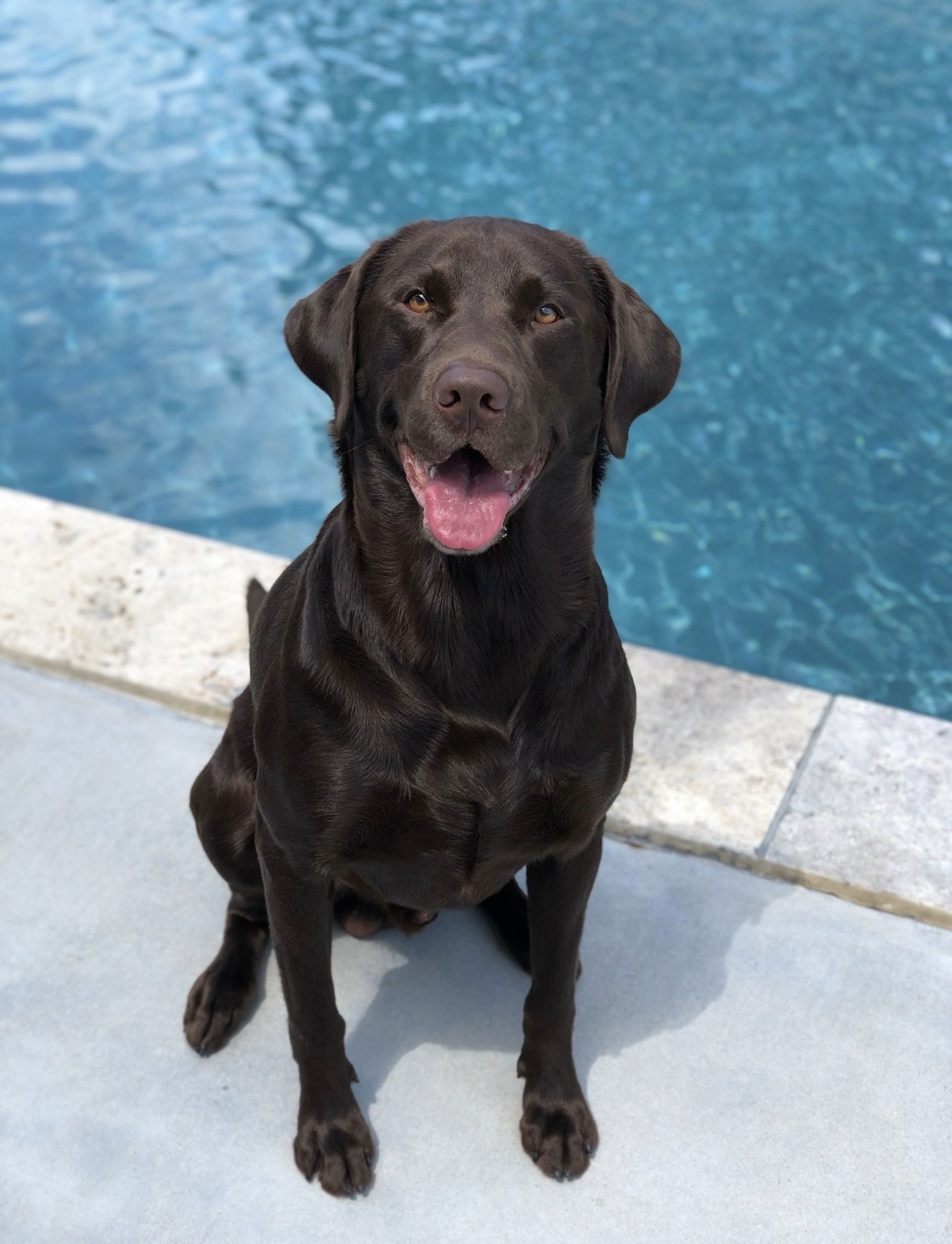 AKC Black Labrador Retriever