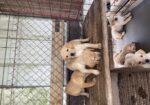 AKC UKC fox Red And Yellow Labs