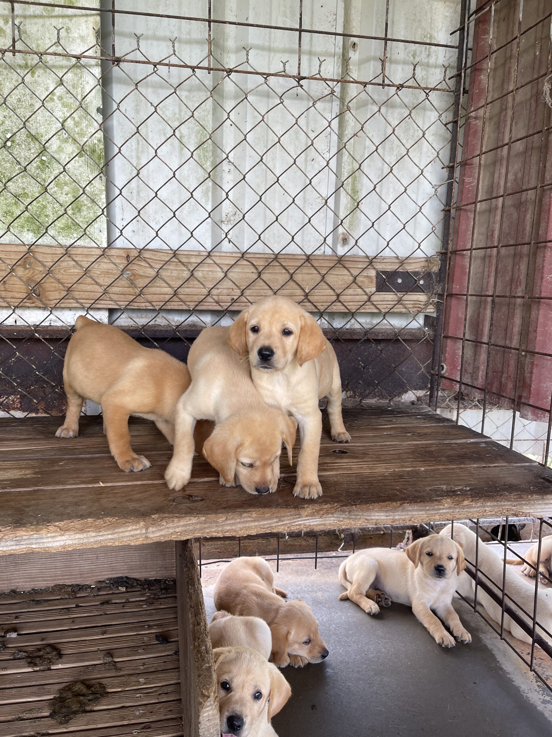 AKC UKC fox Red And Yellow Labs