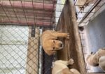 AKC UKC fox Red And Yellow Labs