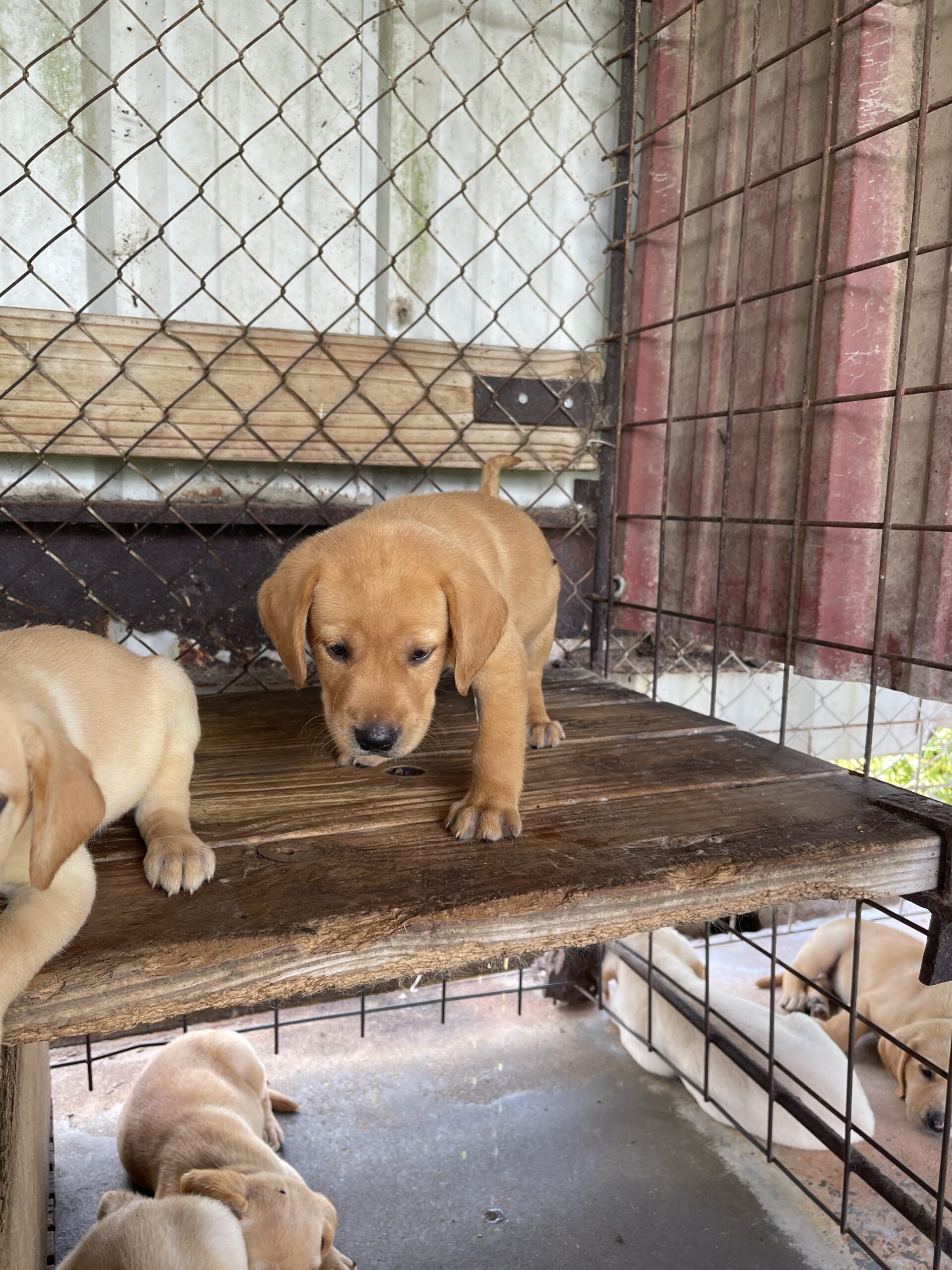 AKC UKC fox Red And Yellow Labs