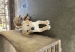 AKC UKC fox Red And Yellow Labs
