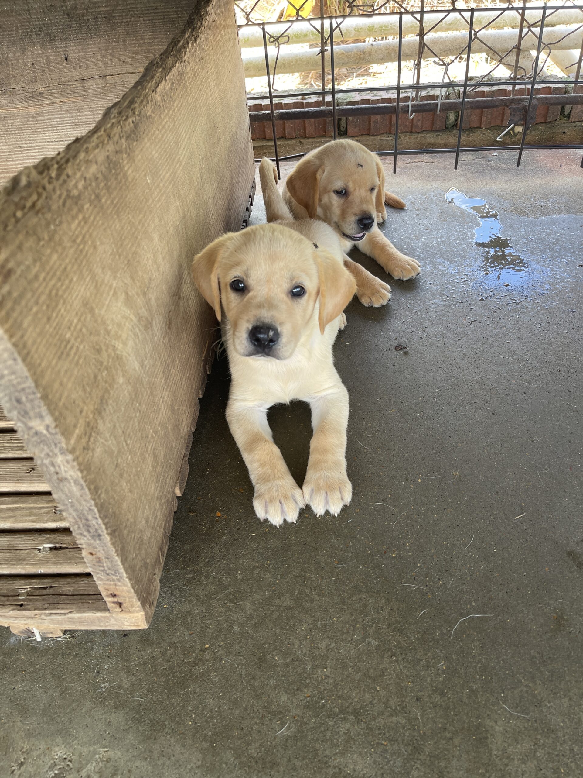 AKC UKC fox Red And Yellow Labs