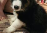 Border Collie Puppies