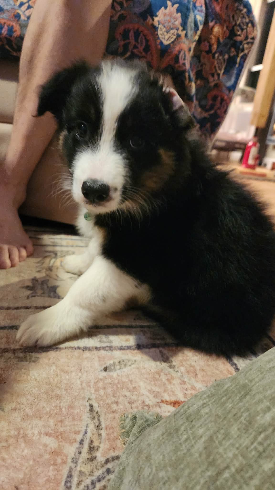 Border Collie Puppies
