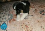 Border Collie Puppies