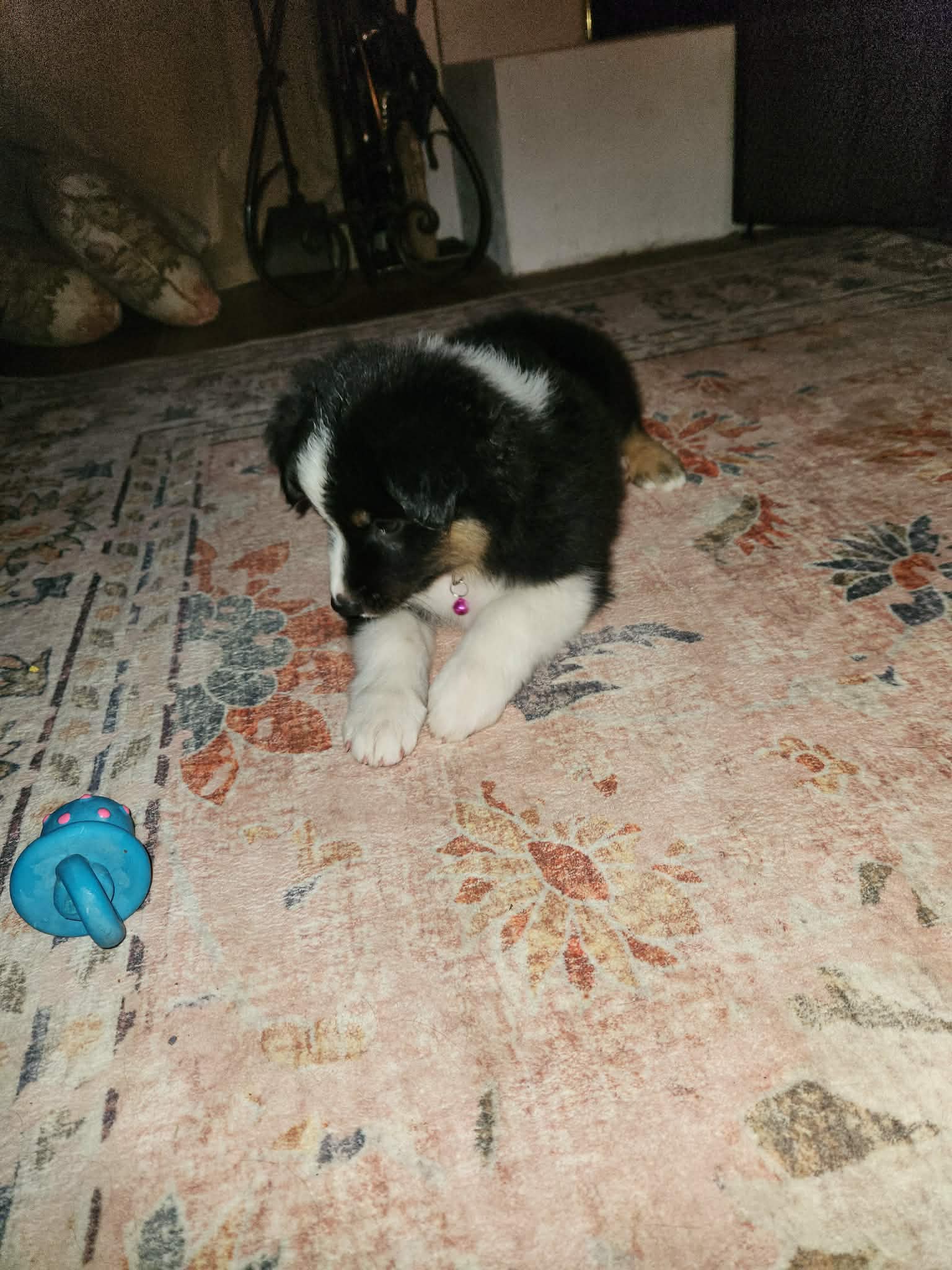 Border Collie Puppies