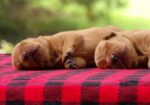 English/Show Fox Red Labrador Retrievers