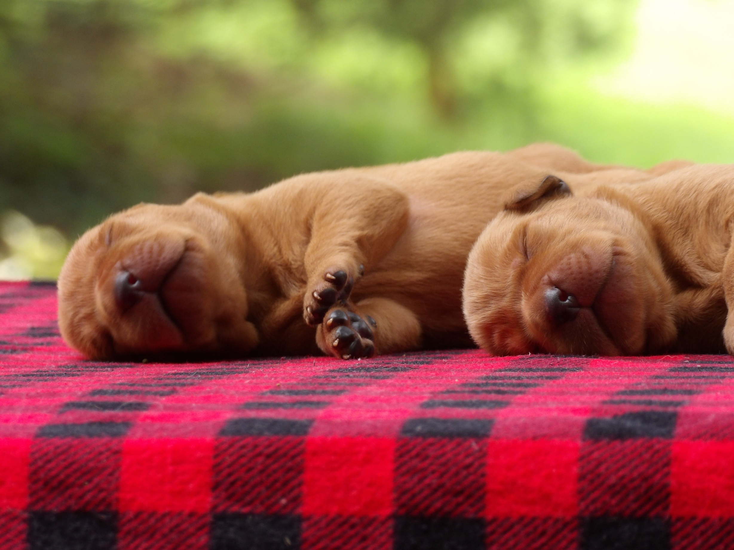 English/Show Fox Red Labrador Retrievers